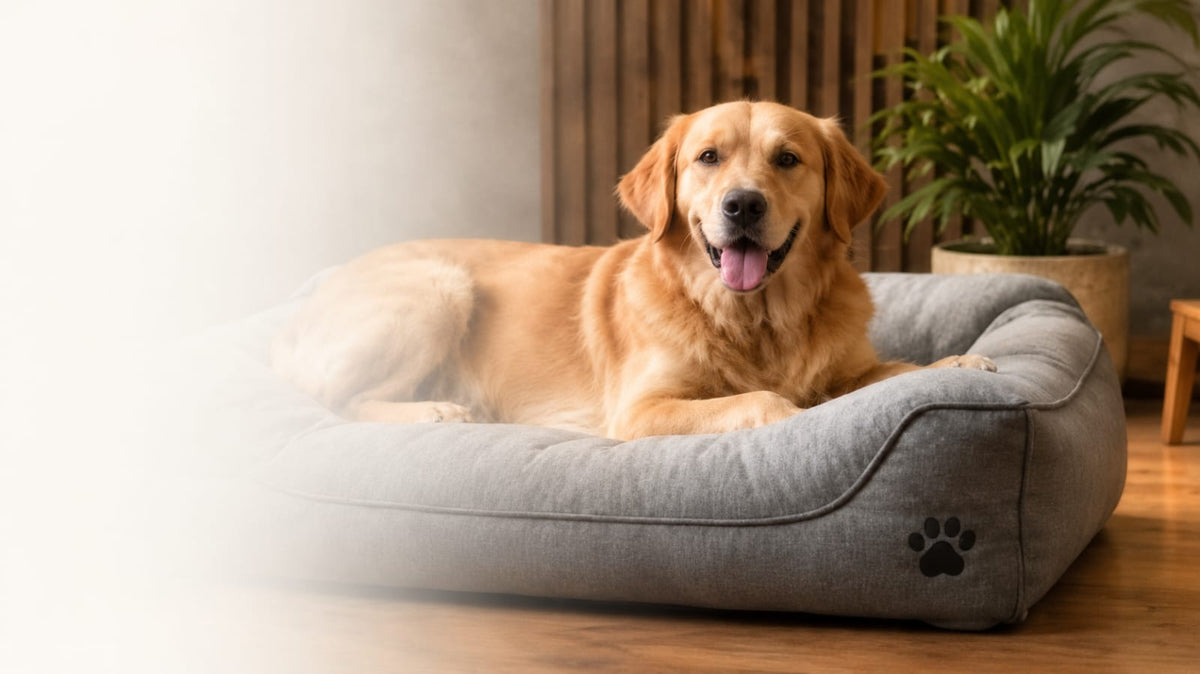 JUMP - KATT®